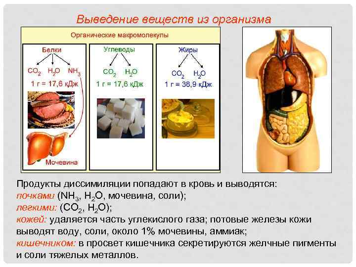 Выведение веществ из организма Продукты диссимиляции попадают в кровь и выводятся: почками (NH 3,
