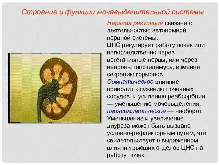 Строение и функции мочевыделительной системы Нервная регуляция связана с деятельностью автономной нервной системы. ЦНС
