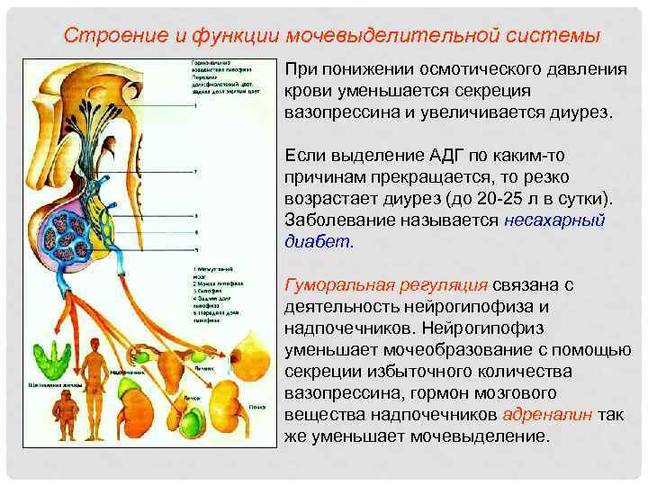Строение и функции мочевыделительной системы При понижении осмотического давления крови уменьшается секреция вазопрессина и