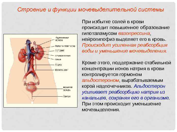 Строение и функции мочевыделительной системы При избытке солей в крови происходит повышенное образование гипоталамусом