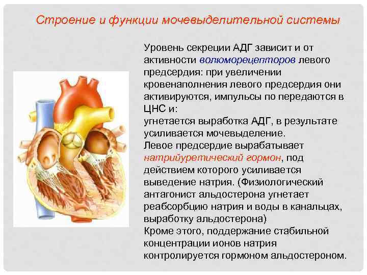 Строение и функции мочевыделительной системы Уровень секреции АДГ зависит и от активности волюморецепторов левого