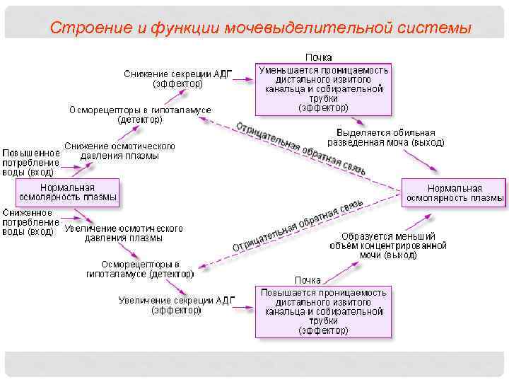 Строение и функции мочевыделительной системы 