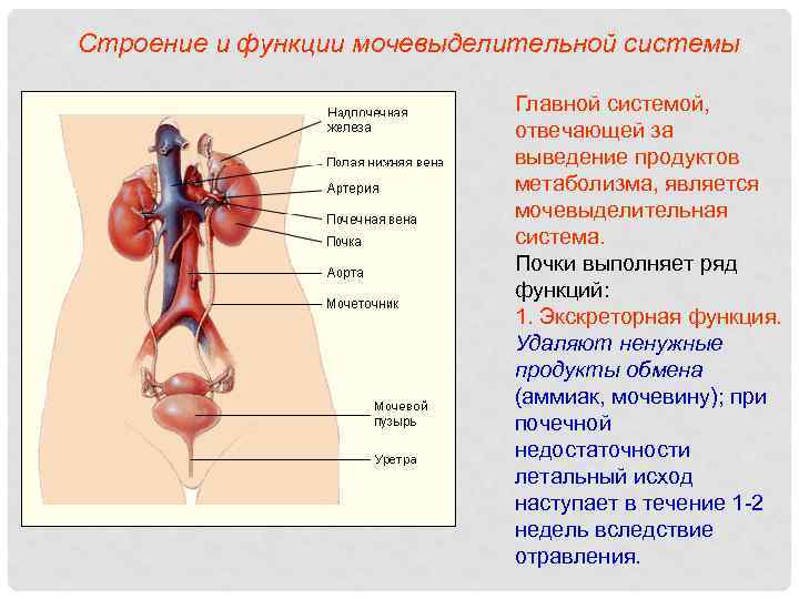 Строение и функции мочевыделительной системы Главной системой, отвечающей за выведение продуктов метаболизма, является мочевыделительная