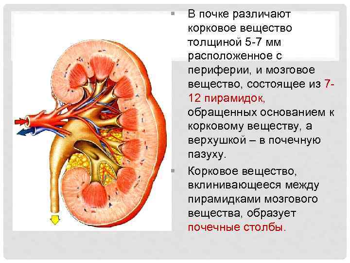§ § В почке различают корковое вещество толщиной 5 -7 мм расположенное с периферии,