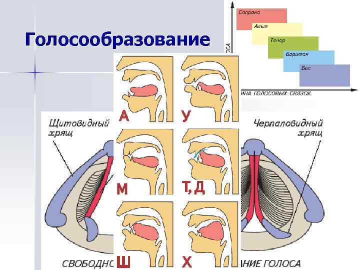 Голосообразование 