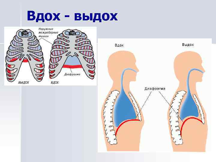Вдох - выдох 