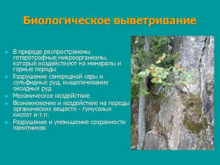 Биологическое выветривание n n n В природе распространены гетеротрофные микроорганизмы, которые воздействуют на минералы