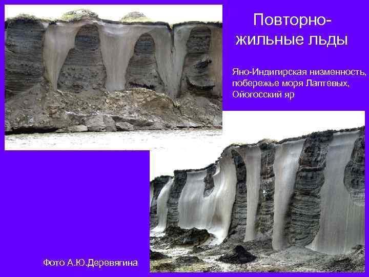 Повторножильные льды Яно-Индигирская низменность, побережье моря Лаптевых, Ойогосский яр Фото А. Ю. Деревягина 
