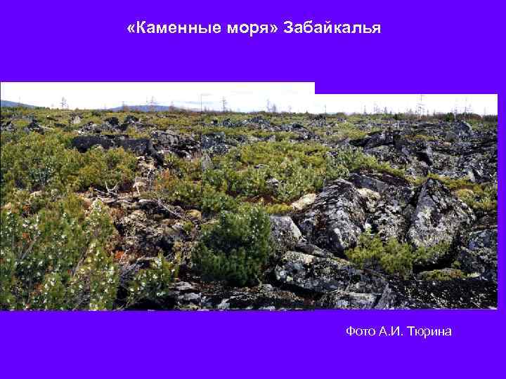  «Каменные моря» Забайкалья Фото А. И. Тюрина 