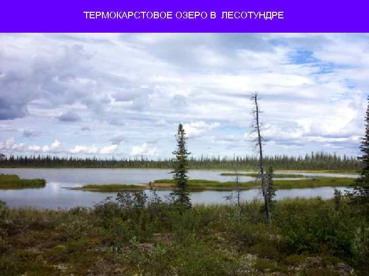 ТЕРМОКАРСТОВОЕ ОЗЕРО В ЛЕСОТУНДРЕ 