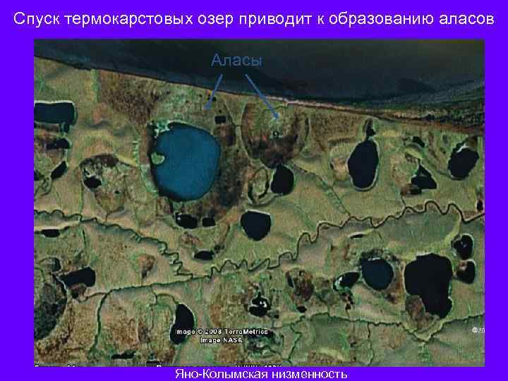 Спуск термокарстовых озер приводит к образованию аласов Аласы Яно-Колымская низменность 