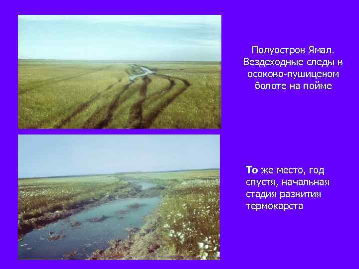 Полуостров Ямал. Вездеходные следы в осоково-пушицевом болоте на пойме То же место, год спустя,