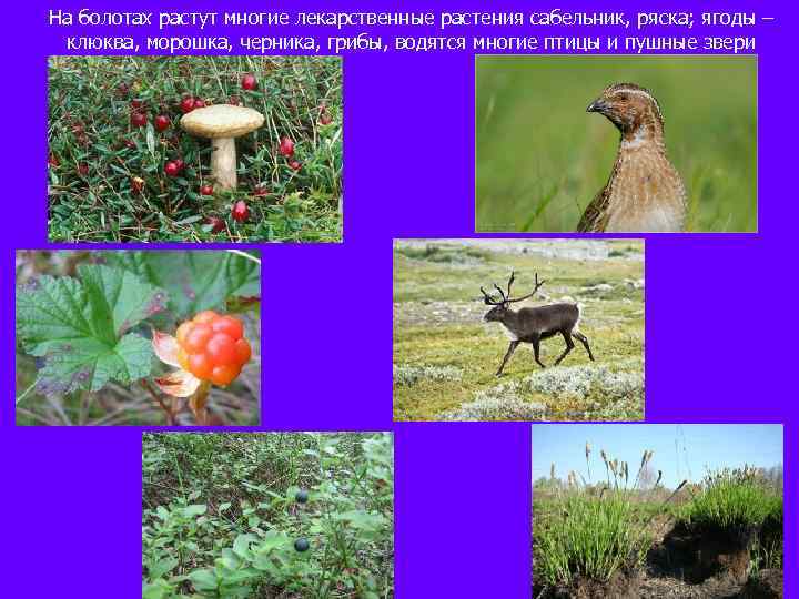 На болотах растут многие лекарственные растения сабельник, ряска; ягоды – клюква, морошка, черника, грибы,