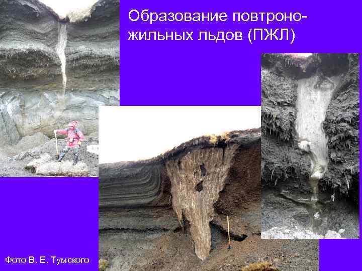 Образование повтроножильных льдов (ПЖЛ) Фото В. Е. Тумского 