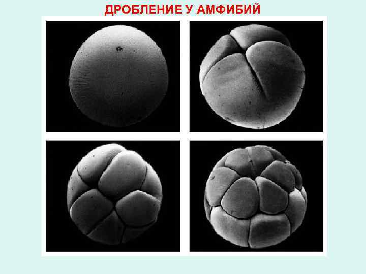 ДРОБЛЕНИЕ У АМФИБИЙ 