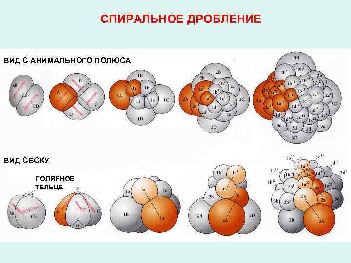 СПИРАЛЬНОЕ ДРОБЛЕНИЕ ВИД С АНИМАЛЬНОГО ПОЛЮСА ВИД СБОКУ ПОЛЯРНОЕ ТЕЛЬЦЕ 