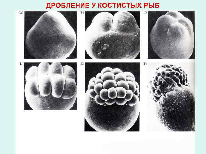 ДРОБЛЕНИЕ У КОСТИСТЫХ РЫБ 