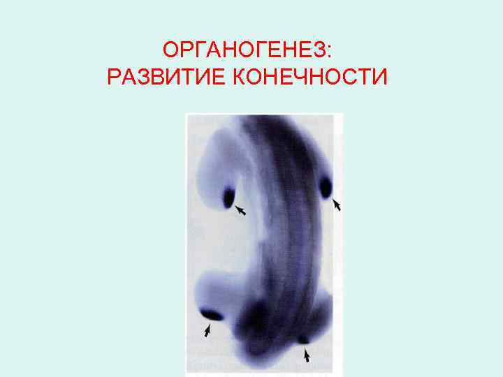 ОРГАНОГЕНЕЗ: РАЗВИТИЕ КОНЕЧНОСТИ 