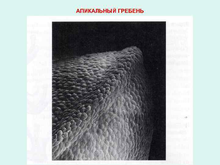 АПИКАЛЬНЫЙ ГРЕБЕНЬ 