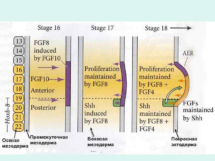 Промежуточная Осевая мезодерма Боковая мезодерма Покровная эктодерма 