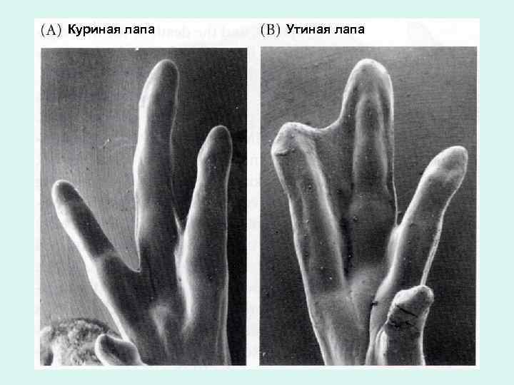 Куриная лапа Утиная лапа 