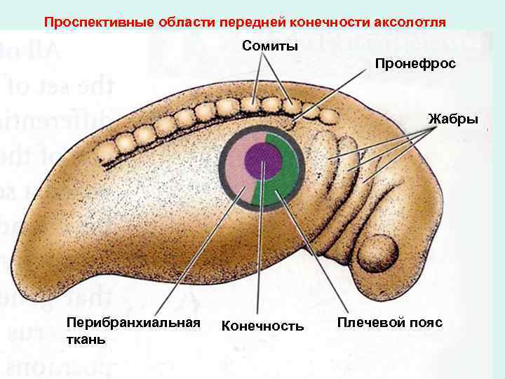Проспективные области передней конечности аксолотля Сомиты Пронефрос Жабры Перибранхиальная ткань Конечность Плечевой пояс 