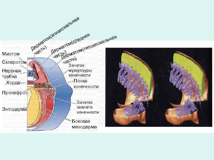 ая н ль иа и эп м( Миотом Склеротом Нервная трубка Хорда с ак