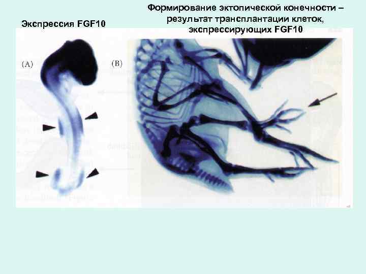 Экспрессия FGF 10 Формирование эктопической конечности – результат трансплантации клеток, экспрессирующих FGF 10 