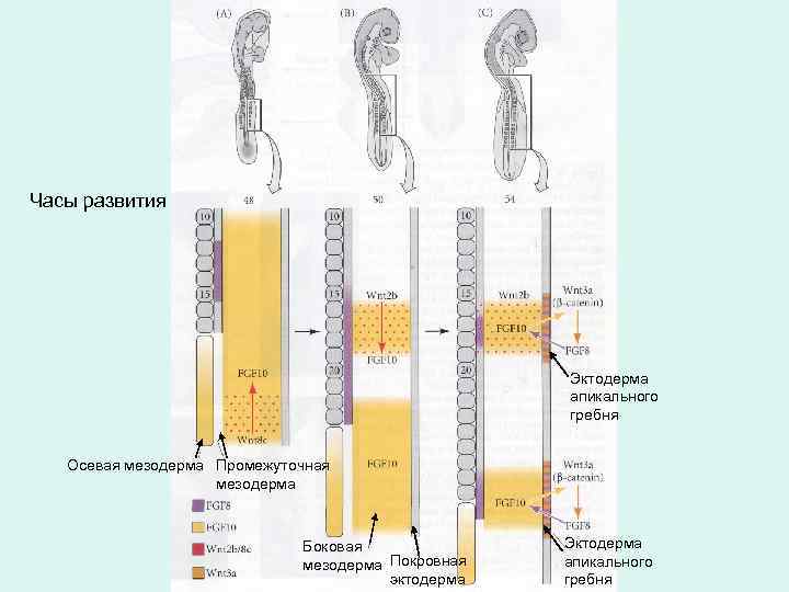 Часы развития Эктодерма апикального гребня Осевая мезодерма Промежуточная мезодерма Боковая мезодерма Покровная эктодерма Эктодерма