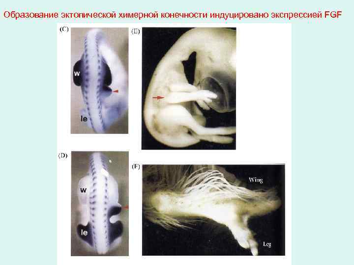 Образование эктопической химерной конечности индуцировано экспрессией FGF 
