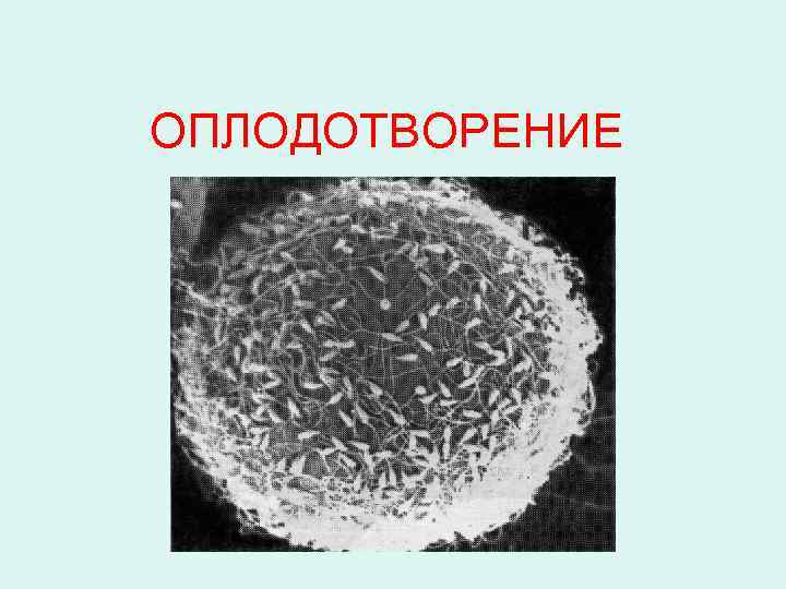 ОПЛОДОТВОРЕНИЕ 