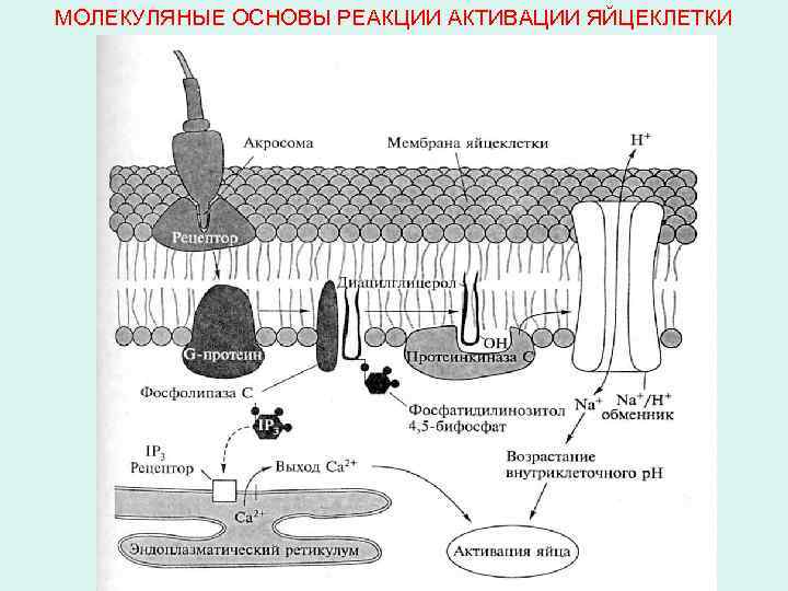 МОЛЕКУЛЯНЫЕ ОСНОВЫ РЕАКЦИИ АКТИВАЦИИ ЯЙЦЕКЛЕТКИ 