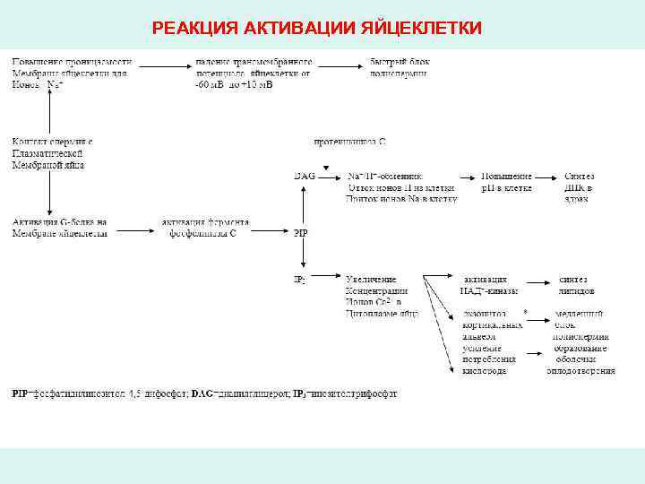 РЕАКЦИЯ АКТИВАЦИИ ЯЙЦЕКЛЕТКИ 
