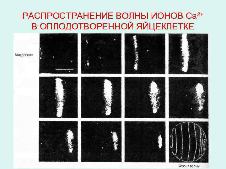 РАСПРОСТРАНЕНИЕ ВОЛНЫ ИОНОВ Ca 2+ В ОПЛОДОТВОРЕННОЙ ЯЙЦЕКЛЕТКЕ 