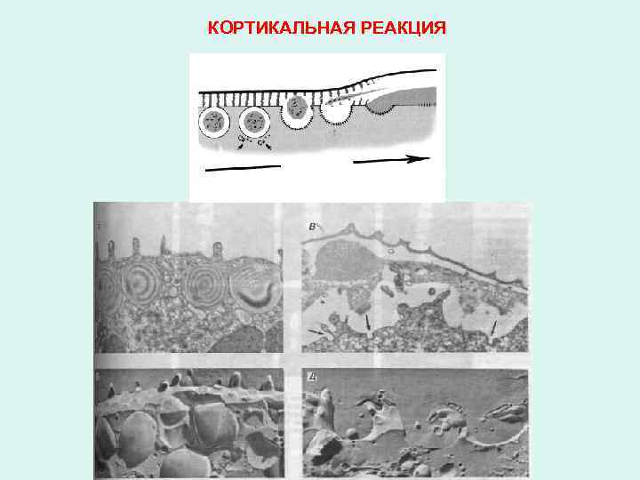 КОРТИКАЛЬНАЯ РЕАКЦИЯ 