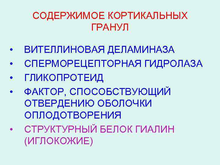 СОДЕРЖИМОЕ КОРТИКАЛЬНЫХ ГРАНУЛ • • • ВИТЕЛЛИНОВАЯ ДЕЛАМИНАЗА СПЕРМОРЕЦЕПТОРНАЯ ГИДРОЛАЗА ГЛИКОПРОТЕИД ФАКТОР, СПОСОБСТВУЮЩИЙ ОТВЕРДЕНИЮ