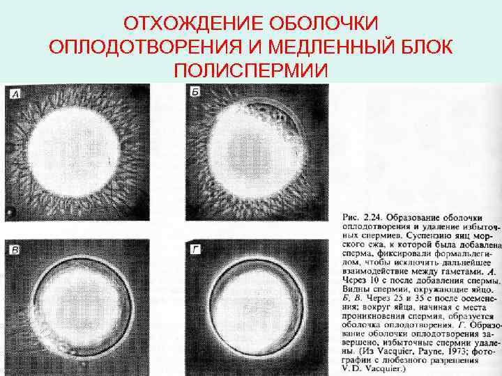 ОТХОЖДЕНИЕ ОБОЛОЧКИ ОПЛОДОТВОРЕНИЯ И МЕДЛЕННЫЙ БЛОК ПОЛИСПЕРМИИ 