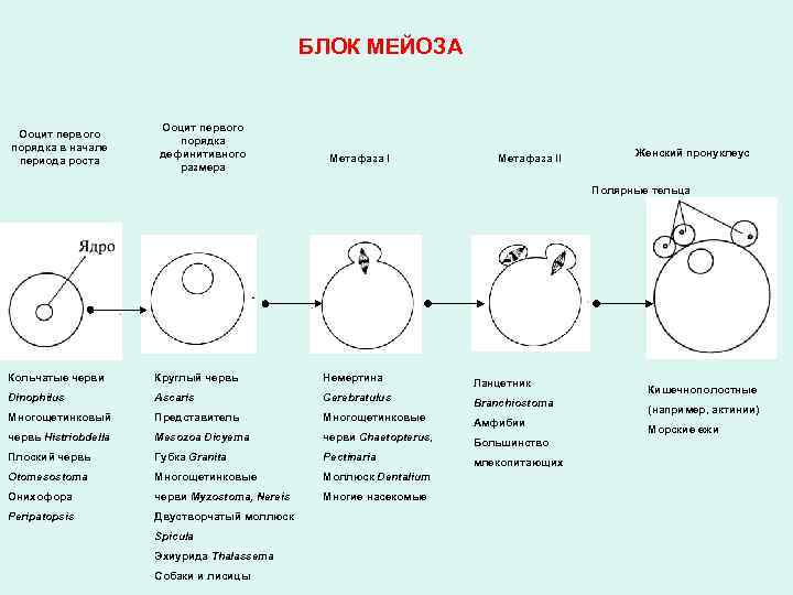 Мейоз яйцеклетки