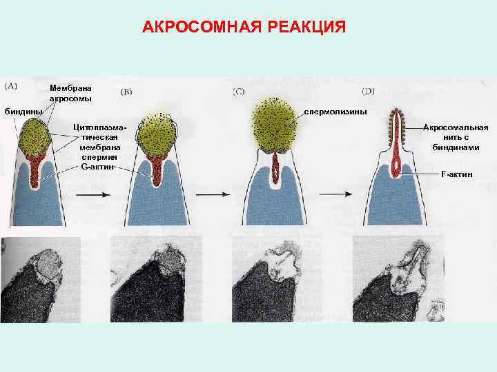 АКРОСОМНАЯ РЕАКЦИЯ Мембрана акросомы биндины спермолизины Цитоплазматическая мембрана спермия G-актин Акросомальная нить с с