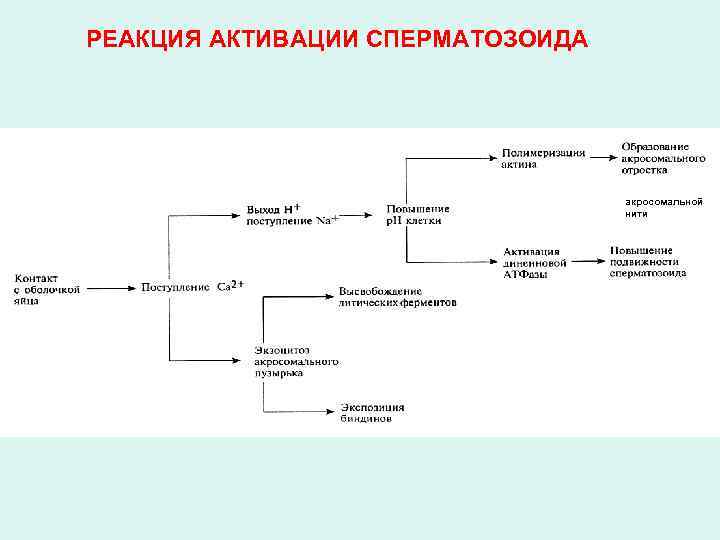 РЕАКЦИЯ АКТИВАЦИИ СПЕРМАТОЗОИДА акросомальной нити 