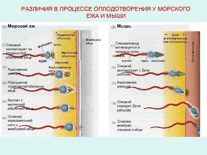 РАЗЛИЧИЯ В ПРОЦЕССЕ ОПЛОДОТВОРЕНИЯ У МОРСКОГО ЕЖА И МЫШИ Мышь Студенистая оболочка Спермий контактирует