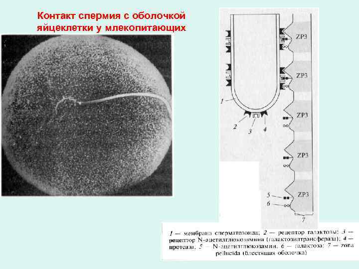 Контакт спермия с оболочкой яйцеклетки у млекопитающих 