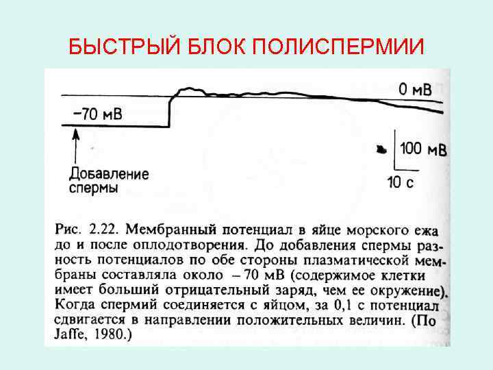 БЫСТРЫЙ БЛОК ПОЛИСПЕРМИИ 
