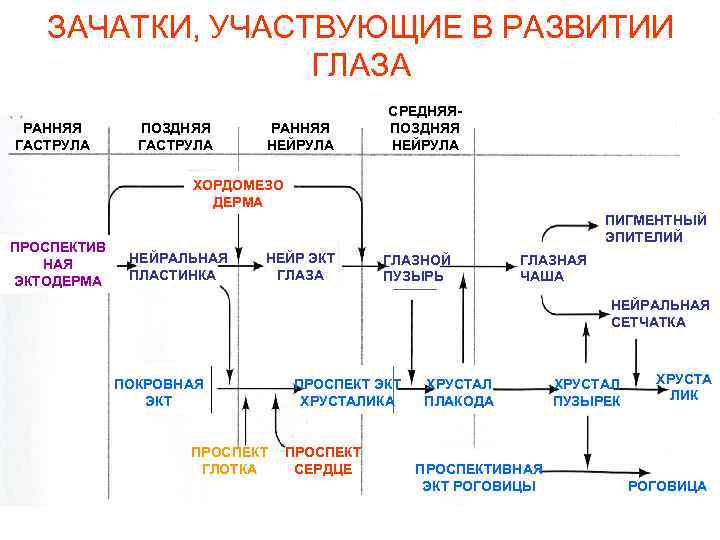 ЗАЧАТКИ, УЧАСТВУЮЩИЕ В РАЗВИТИИ ГЛАЗА РАННЯЯ ГАСТРУЛА ПОЗДНЯЯ ГАСТРУЛА РАННЯЯ НЕЙРУЛА СРЕДНЯЯПОЗДНЯЯ НЕЙРУЛА ХОРДОМЕЗО