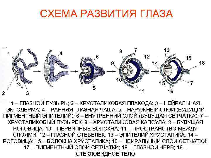 СХЕМА РАЗВИТИЯ ГЛАЗА 4 1 8 6 7 13 12 9 14 10 2