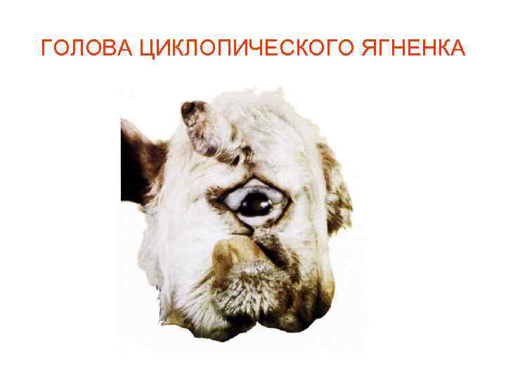 ГОЛОВА ЦИКЛОПИЧЕСКОГО ЯГНЕНКА 