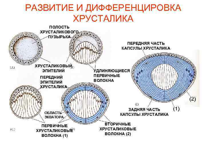 РАЗВИТИЕ И ДИФФЕРЕНЦИРОВКА ХРУСТАЛИКА ПОЛОСТЬ ХРУСТАЛИКОВОГО ПУЗЫРЬКА ПЕРЕДНЯЯ ЧАСТЬ КАПСУЛЫ ХРУСТАЛИКА ХРУСТАЛИКОВЫЙ ЭПИТЕЛИЙ ПЕРЕДНИЙ