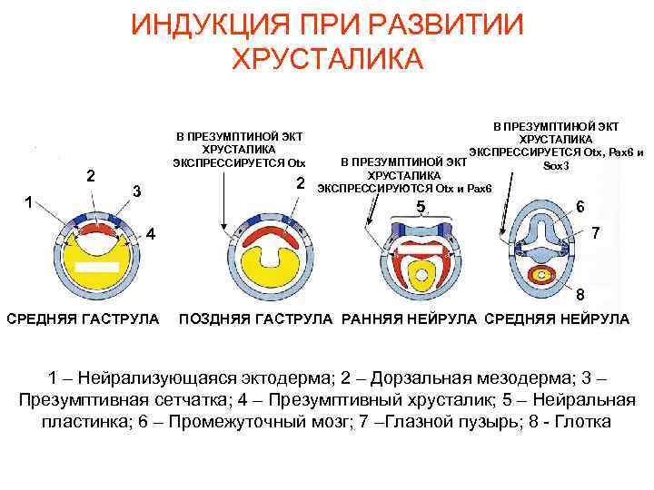 ИНДУКЦИЯ ПРИ РАЗВИТИИ ХРУСТАЛИКА 2 1 В ПРЕЗУМПТИНОЙ ЭКТ ХРУСТАЛИКА ЭКСПРЕССИРУЕТСЯ Otx 2 3
