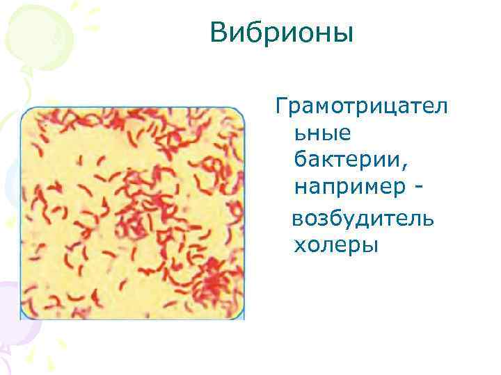 Вибрионы Грамотрицател ьные бактерии, например возбудитель холеры 