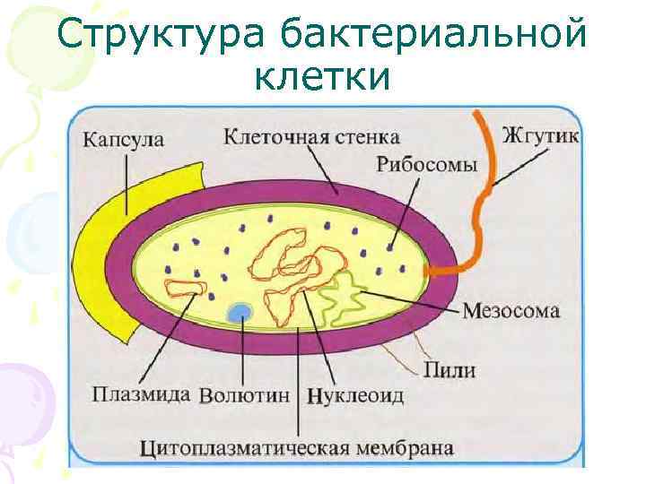 Структура бактериальной клетки 